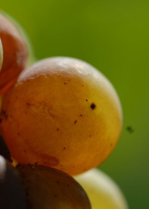Chardonnay ANT 0908